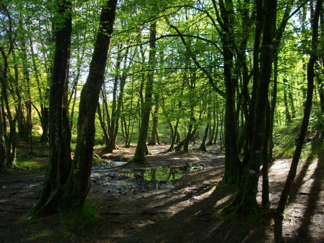 Le Manoir de Pleac brocéliande